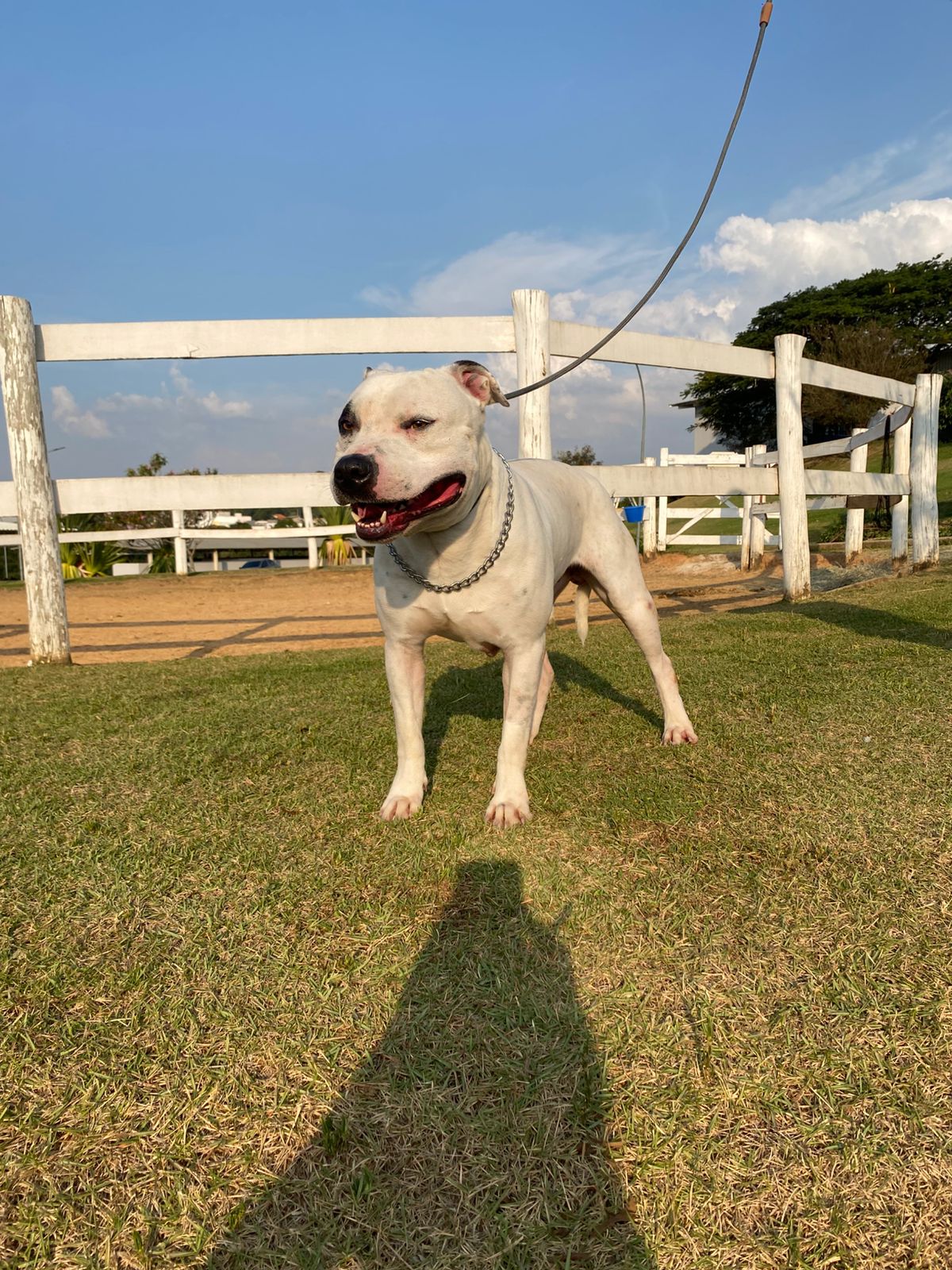 Cães para Adoção