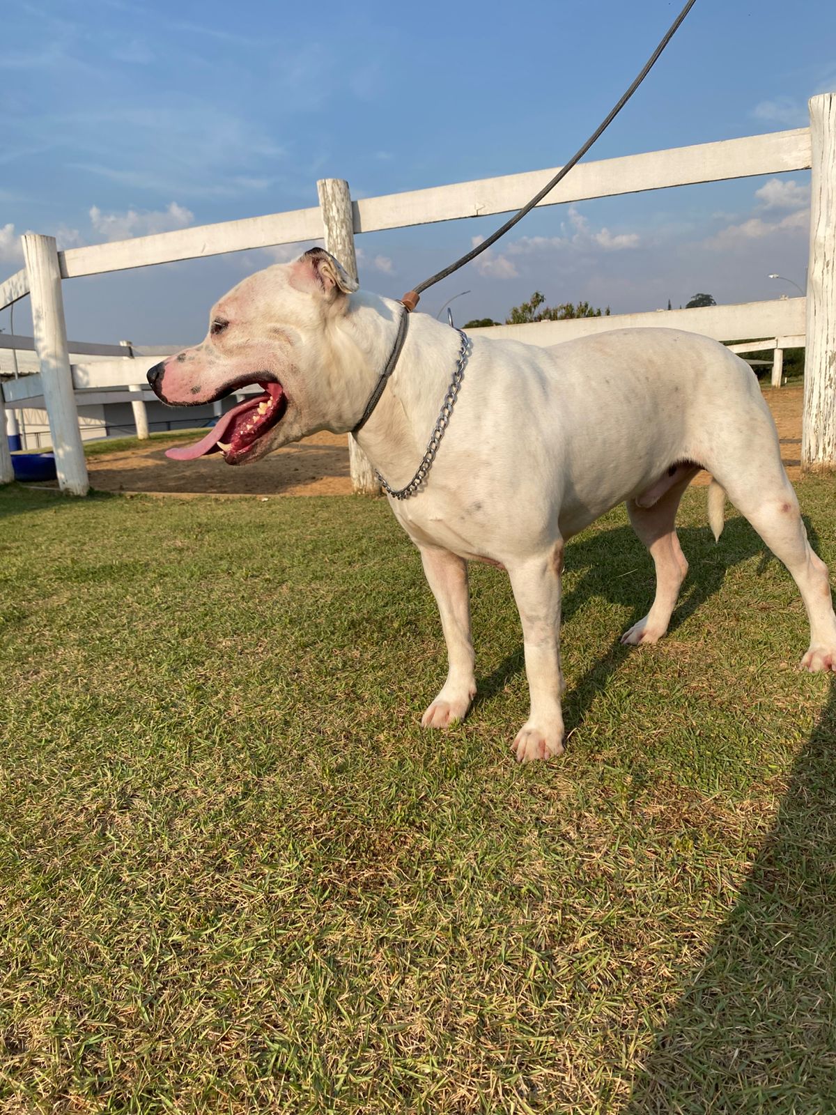 Cães para Adoção