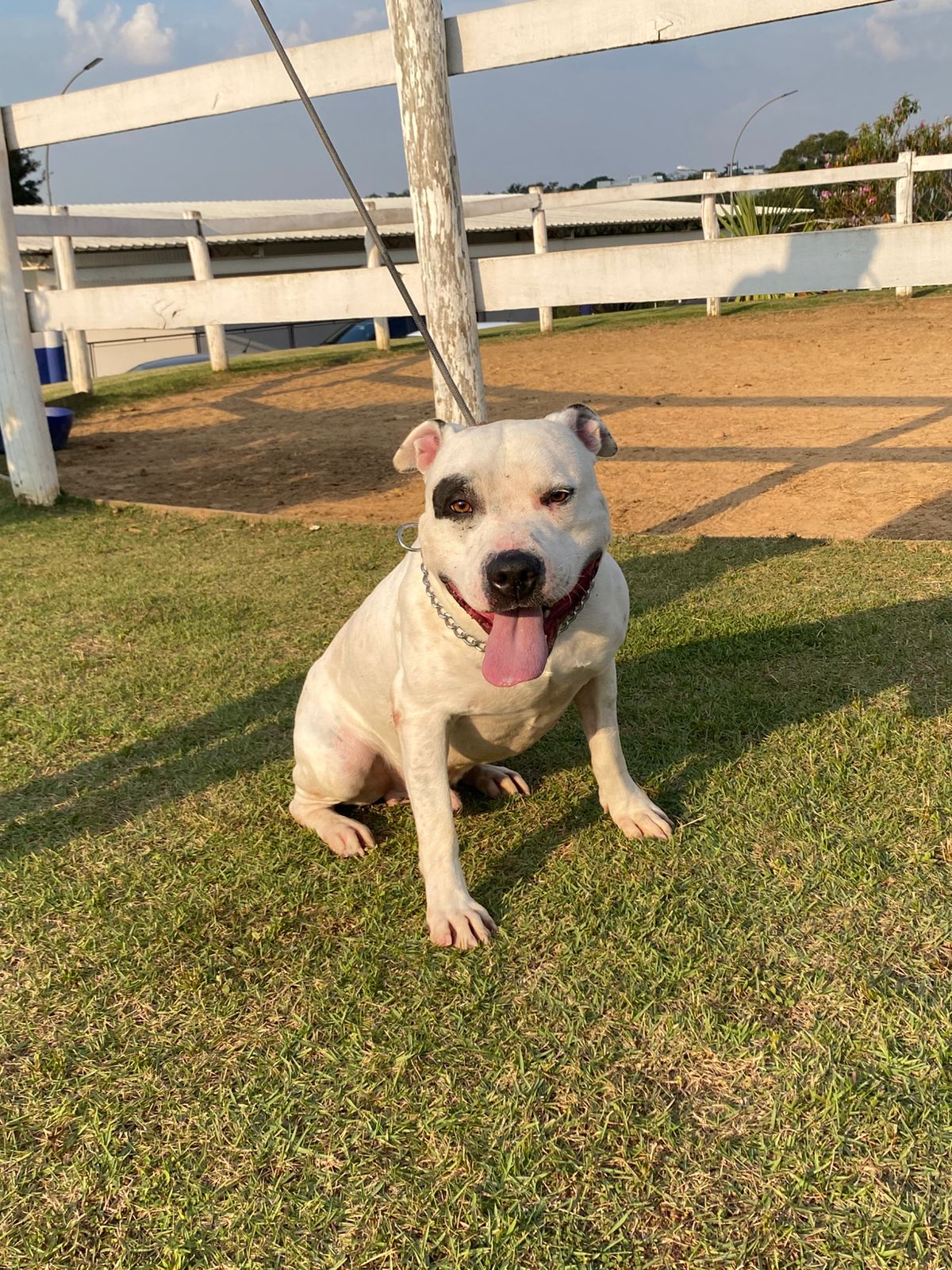 Cães para Adoção