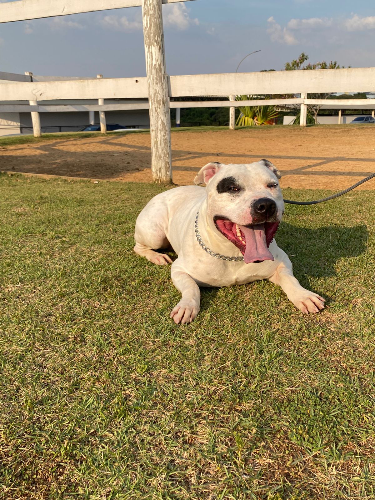 Cães para Adoção