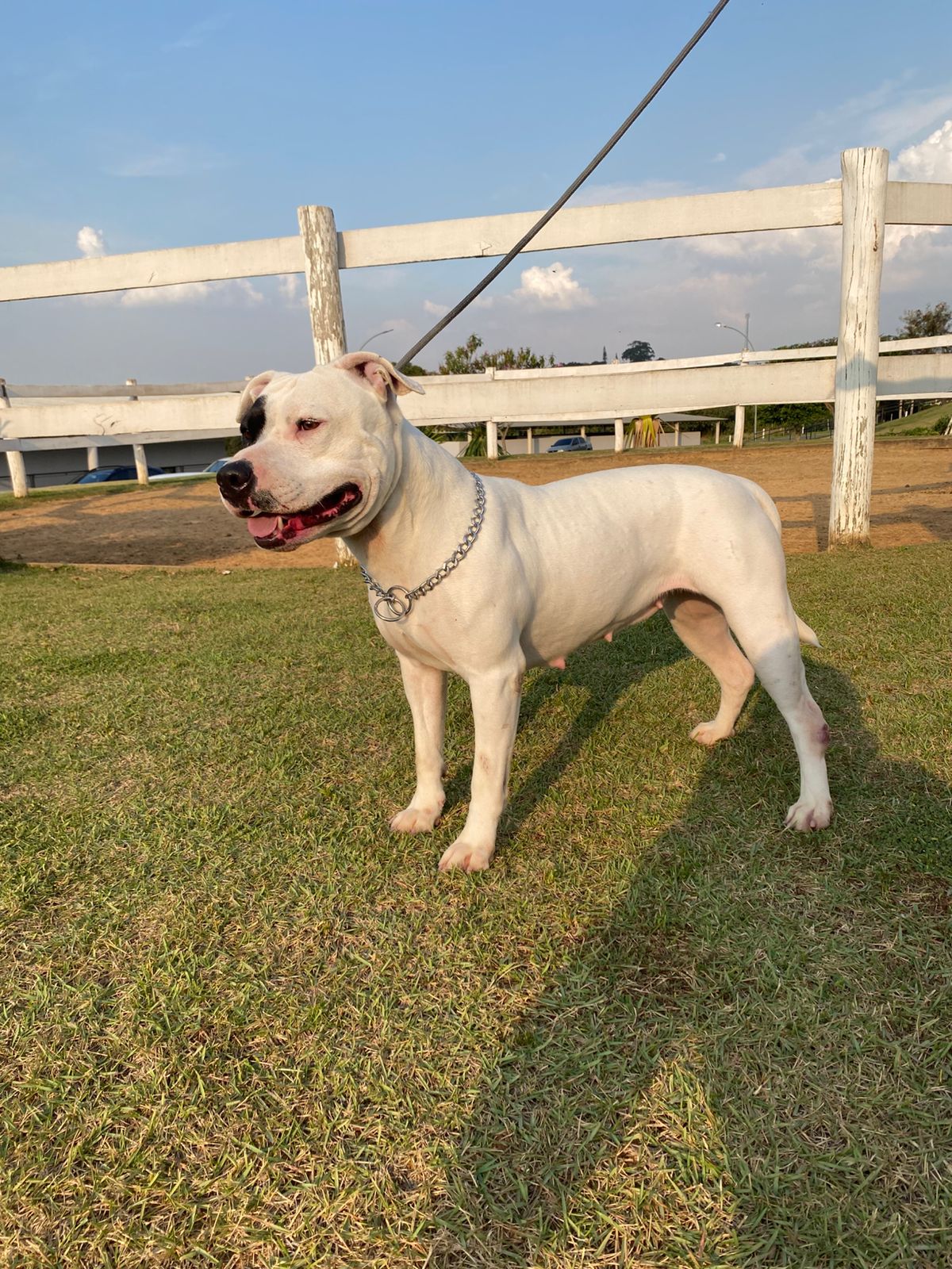 Cães para Adoção