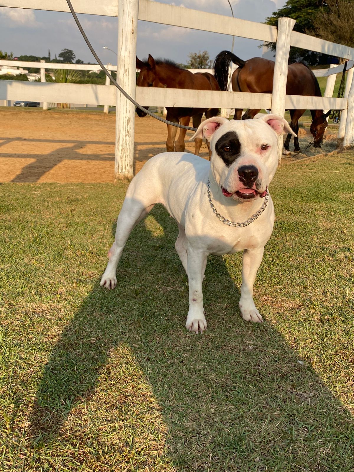 Cães para Adoção