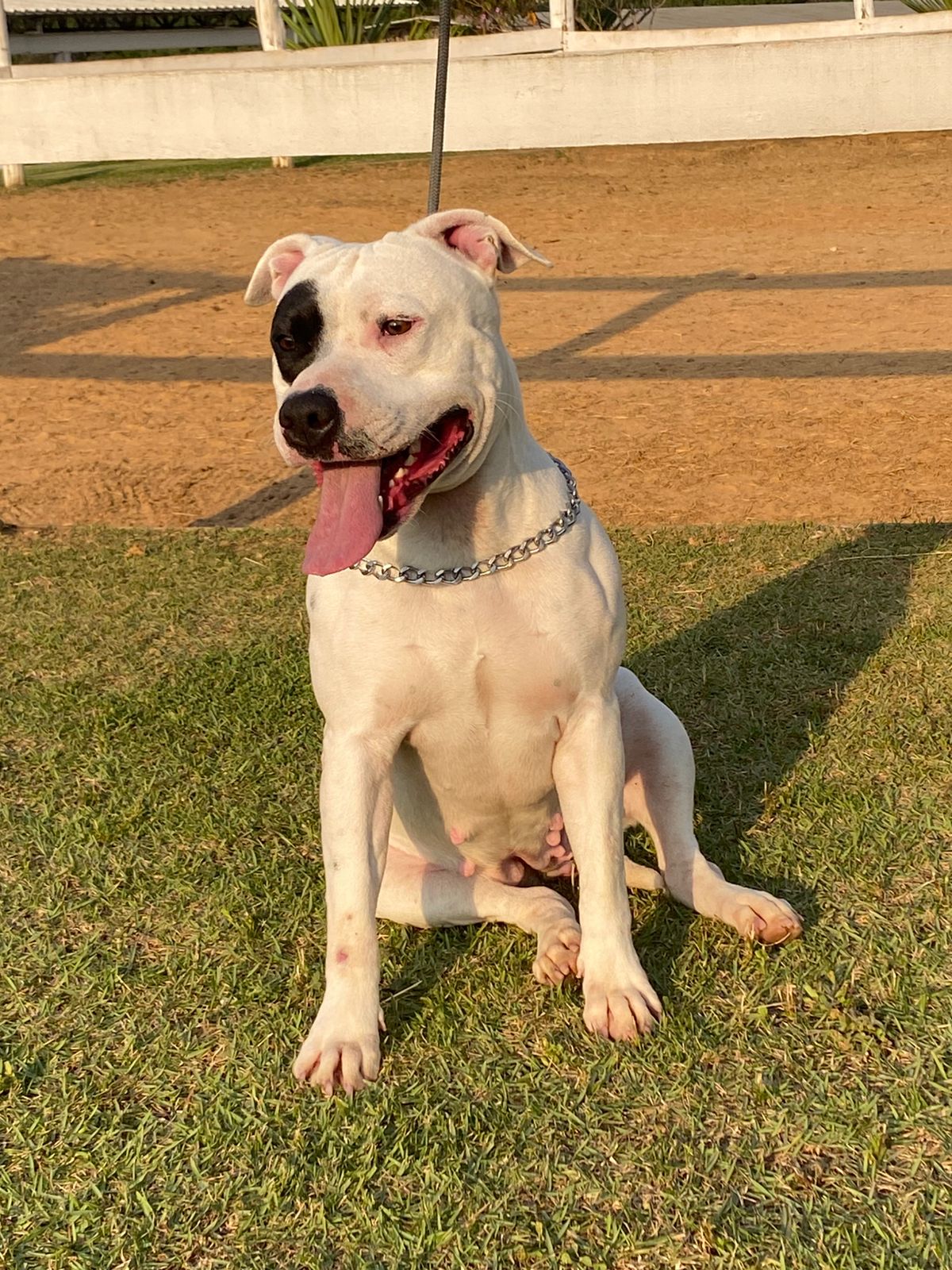 Cães para Adoção
