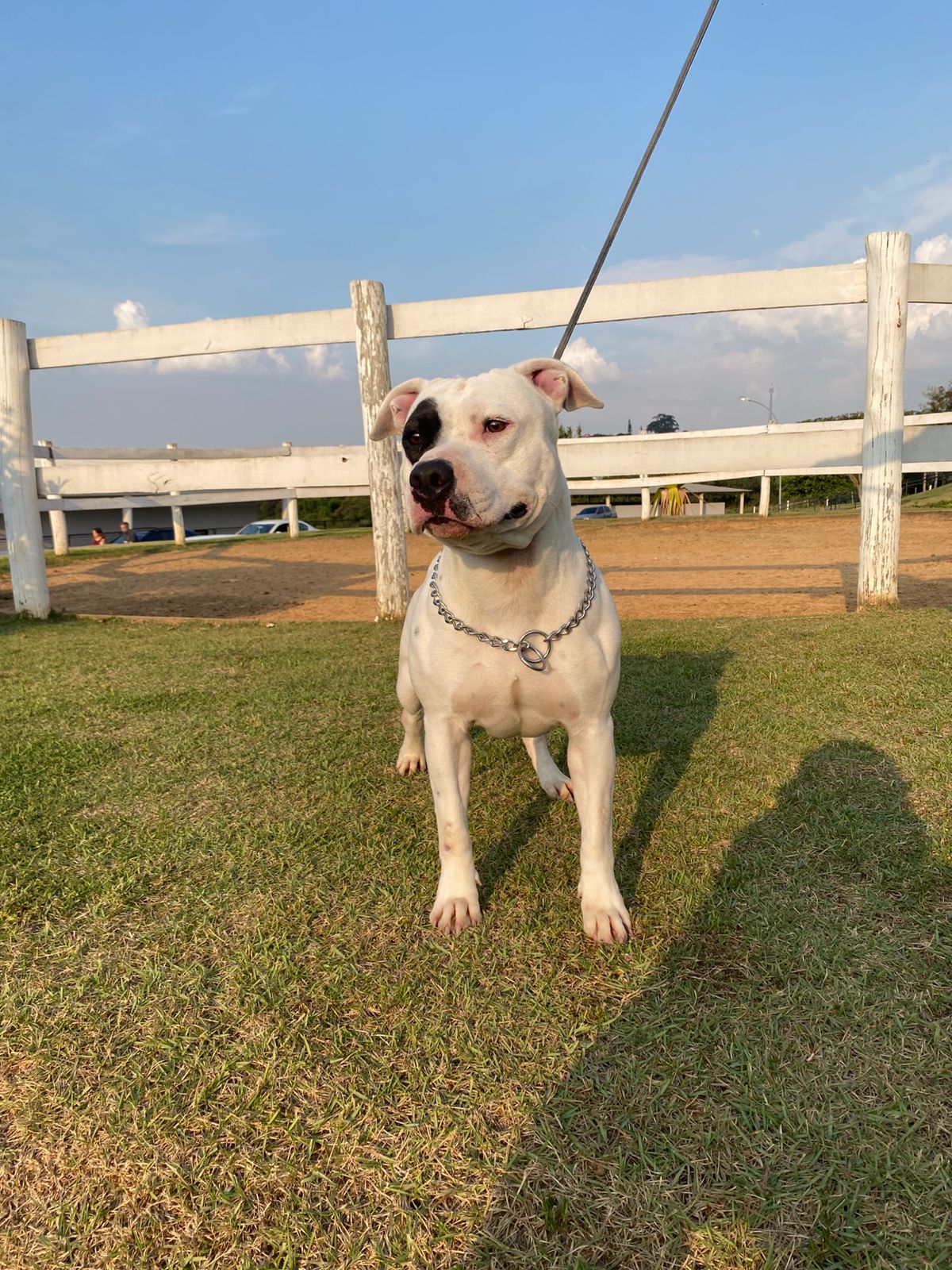 Cães para Adoção
