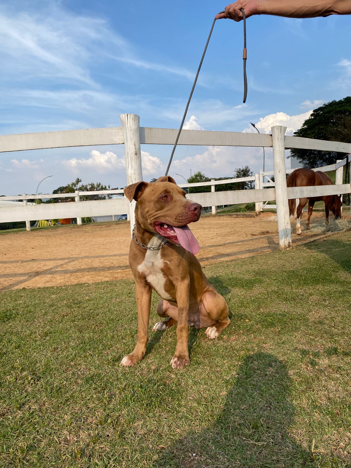 Cães para Adoção