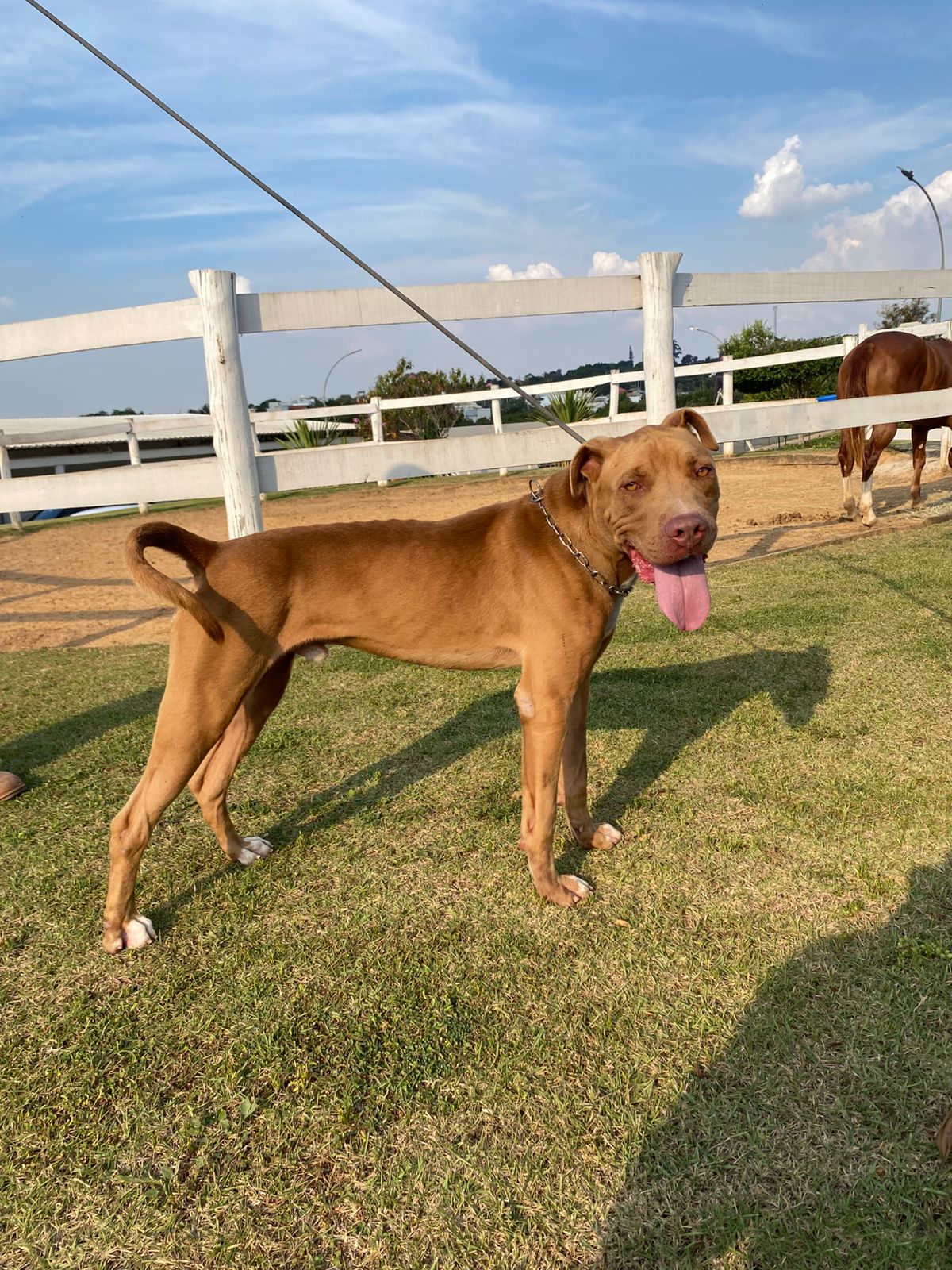 Cães para Adoção