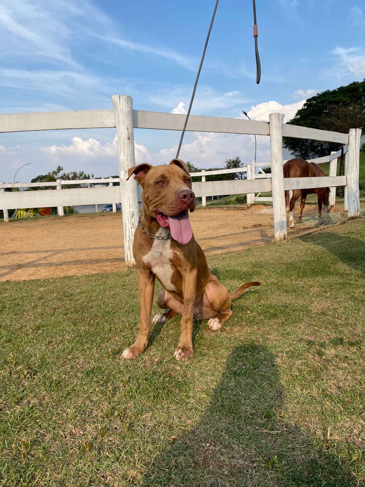 Cães para Adoção