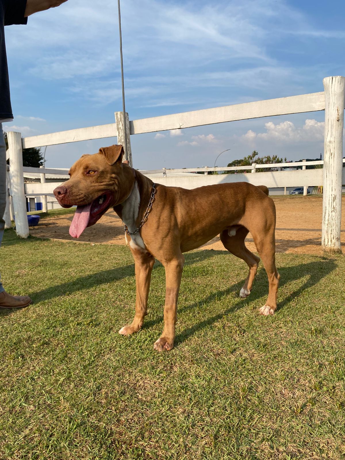 Cães para Adoção