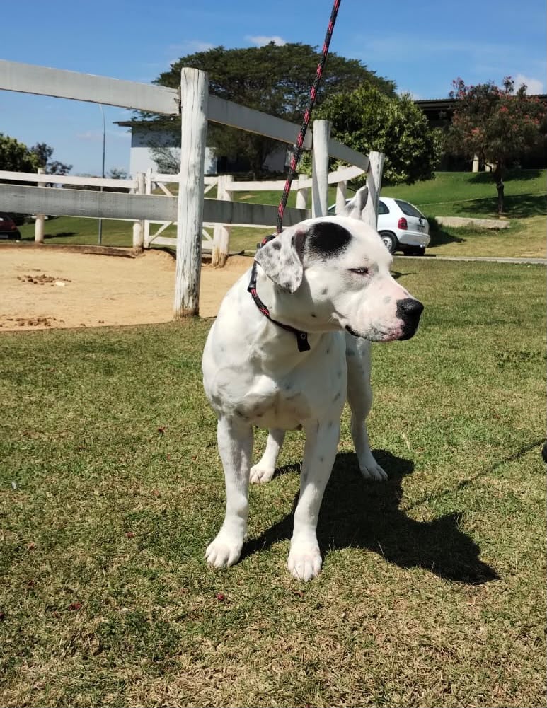 Cães para Adoção