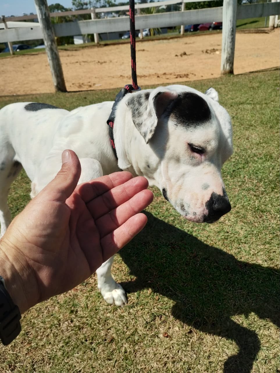 Cães para Adoção