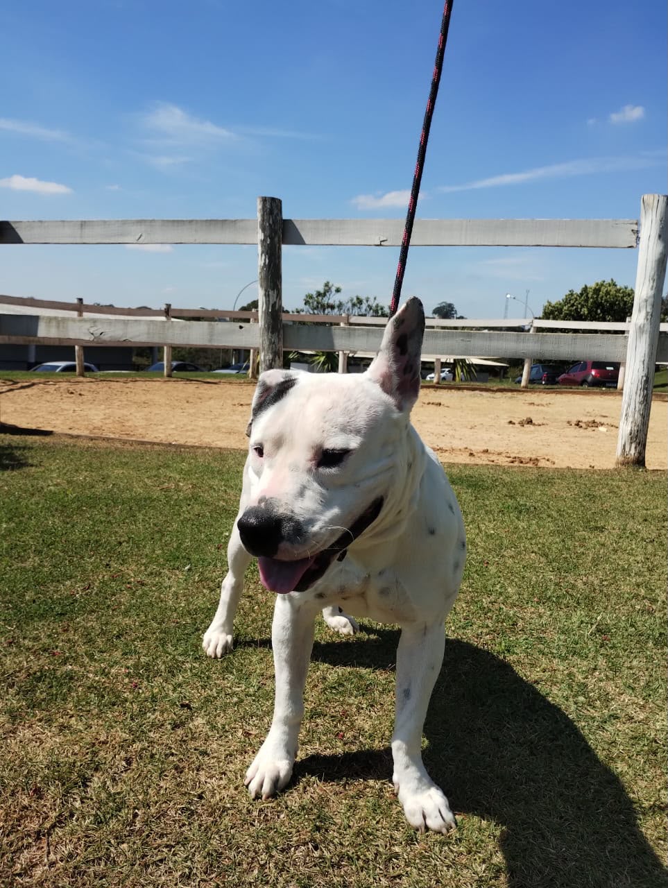 Cães para Adoção