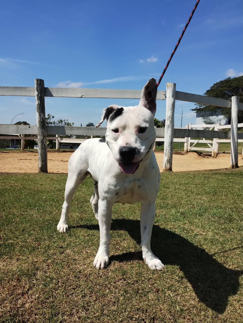 Cães para Adoção