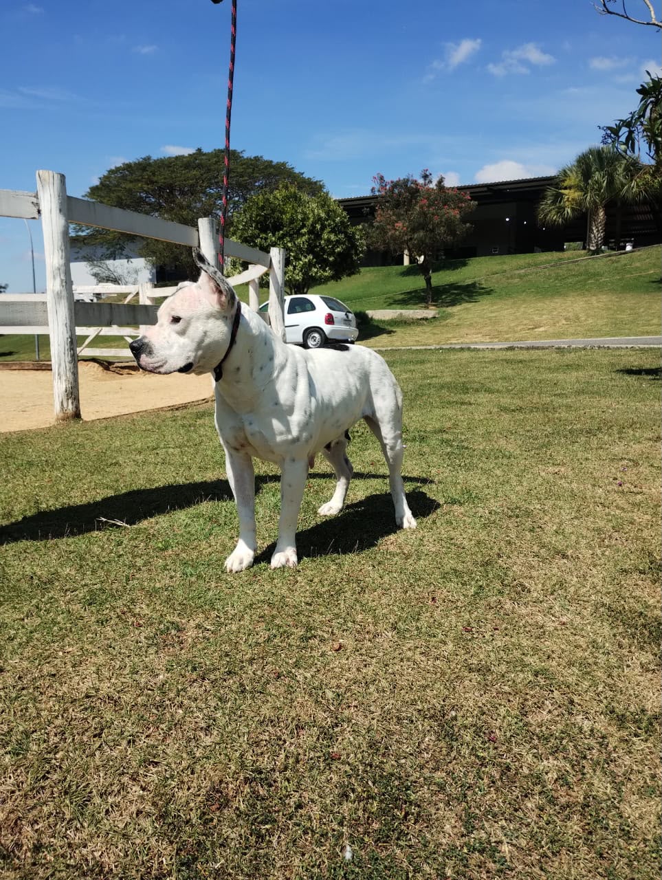 Cães para Adoção