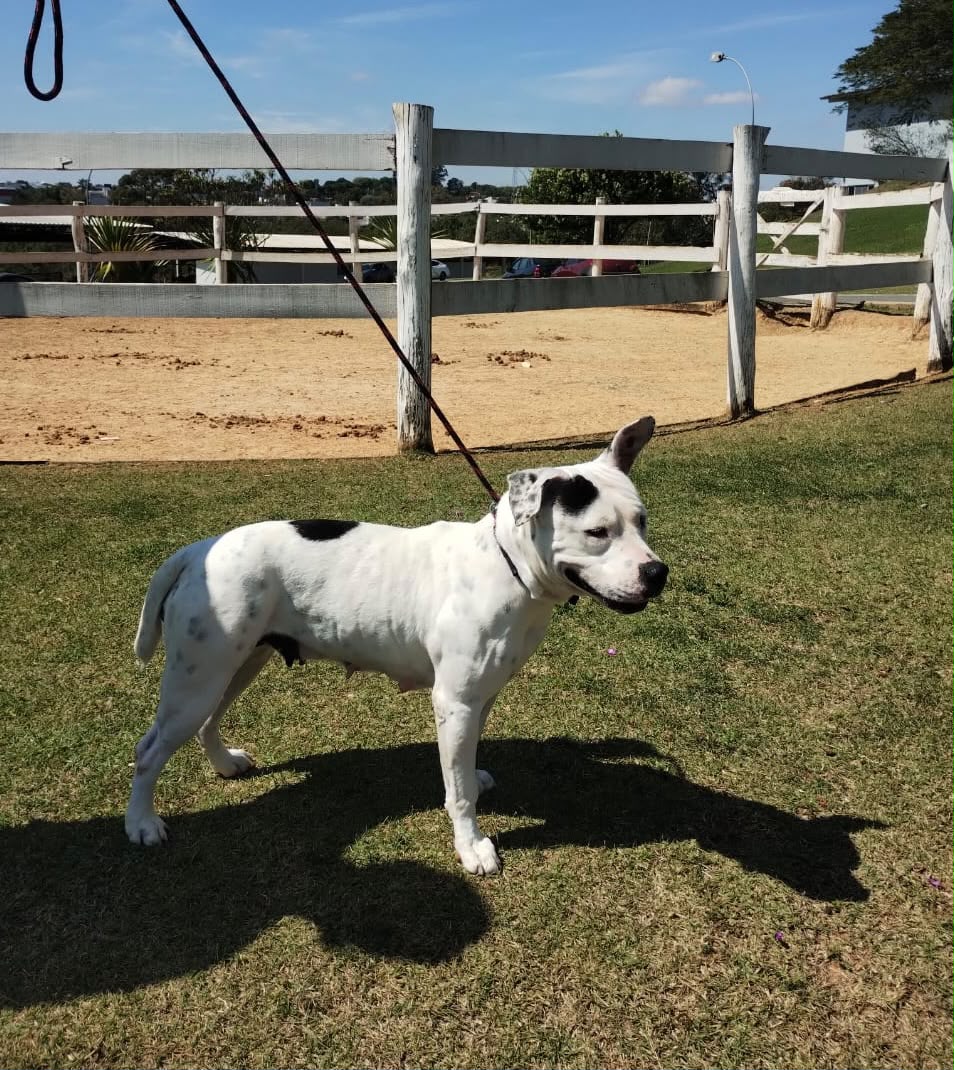 Cães para Adoção