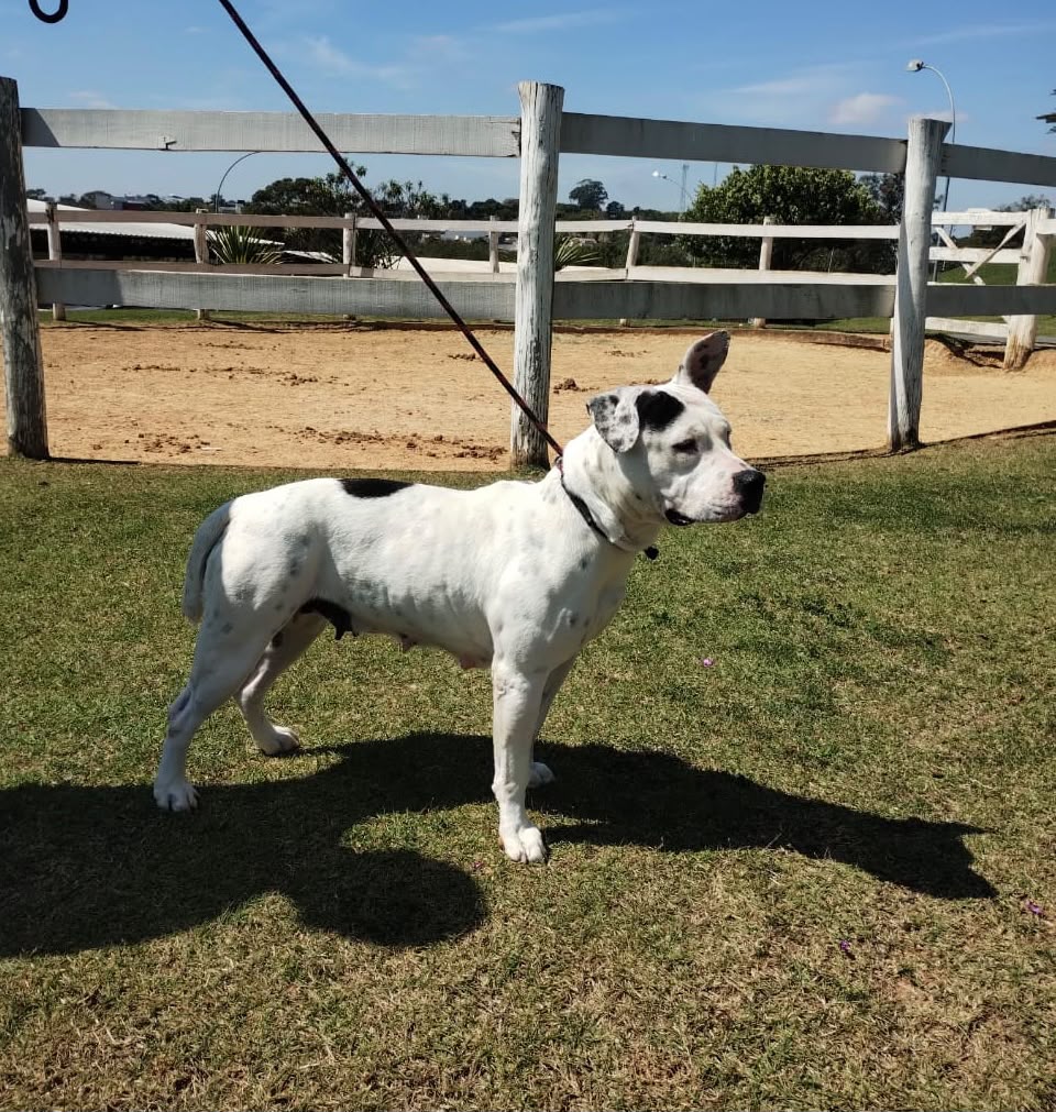 Cães para Adoção