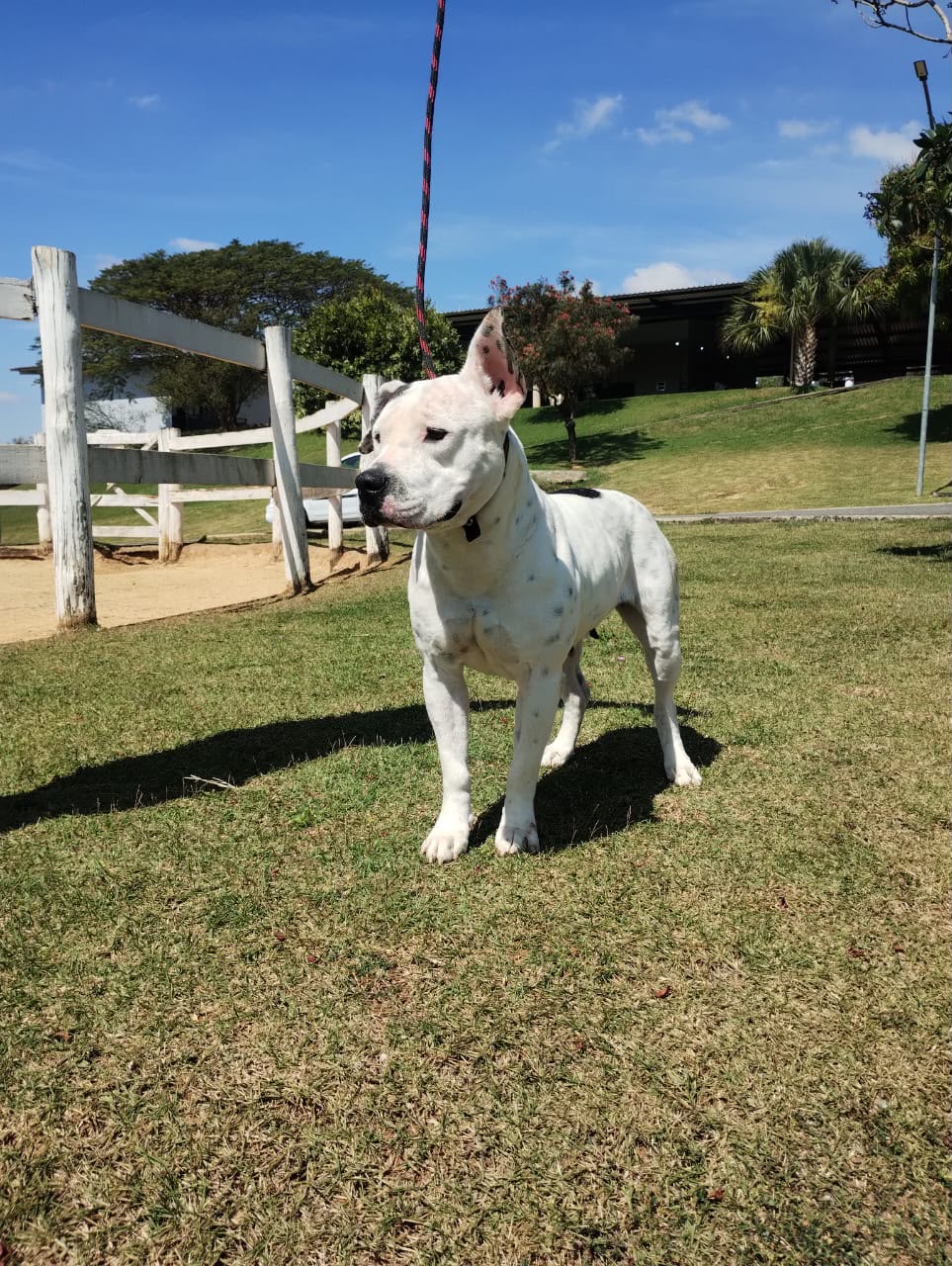 Cães para Adoção
