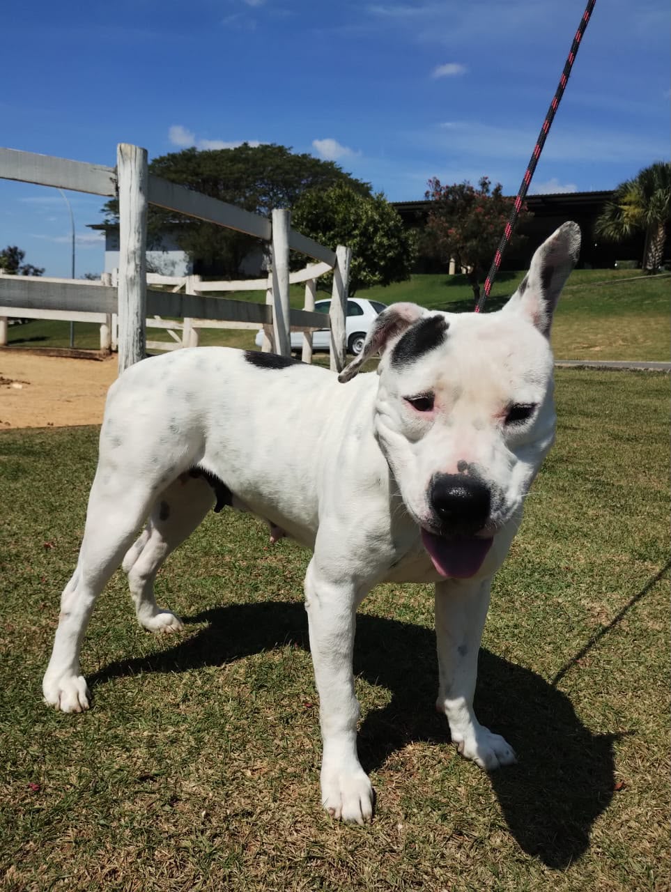 Cães para Adoção