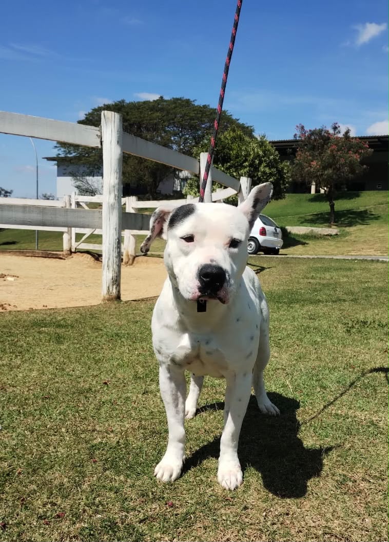 Cães para Adoção