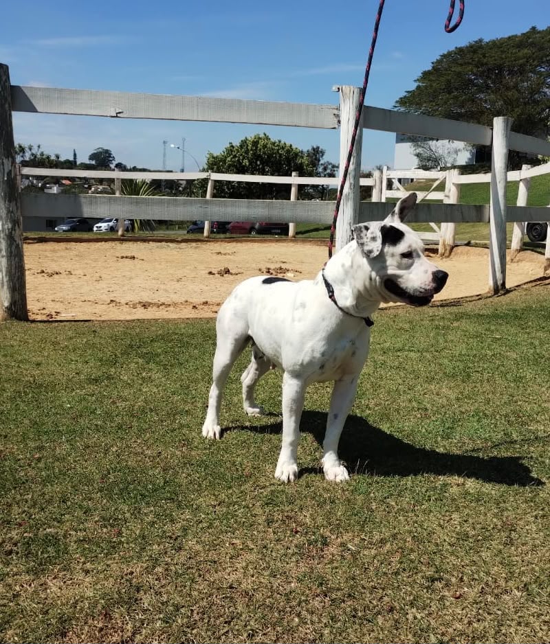 Cães para Adoção