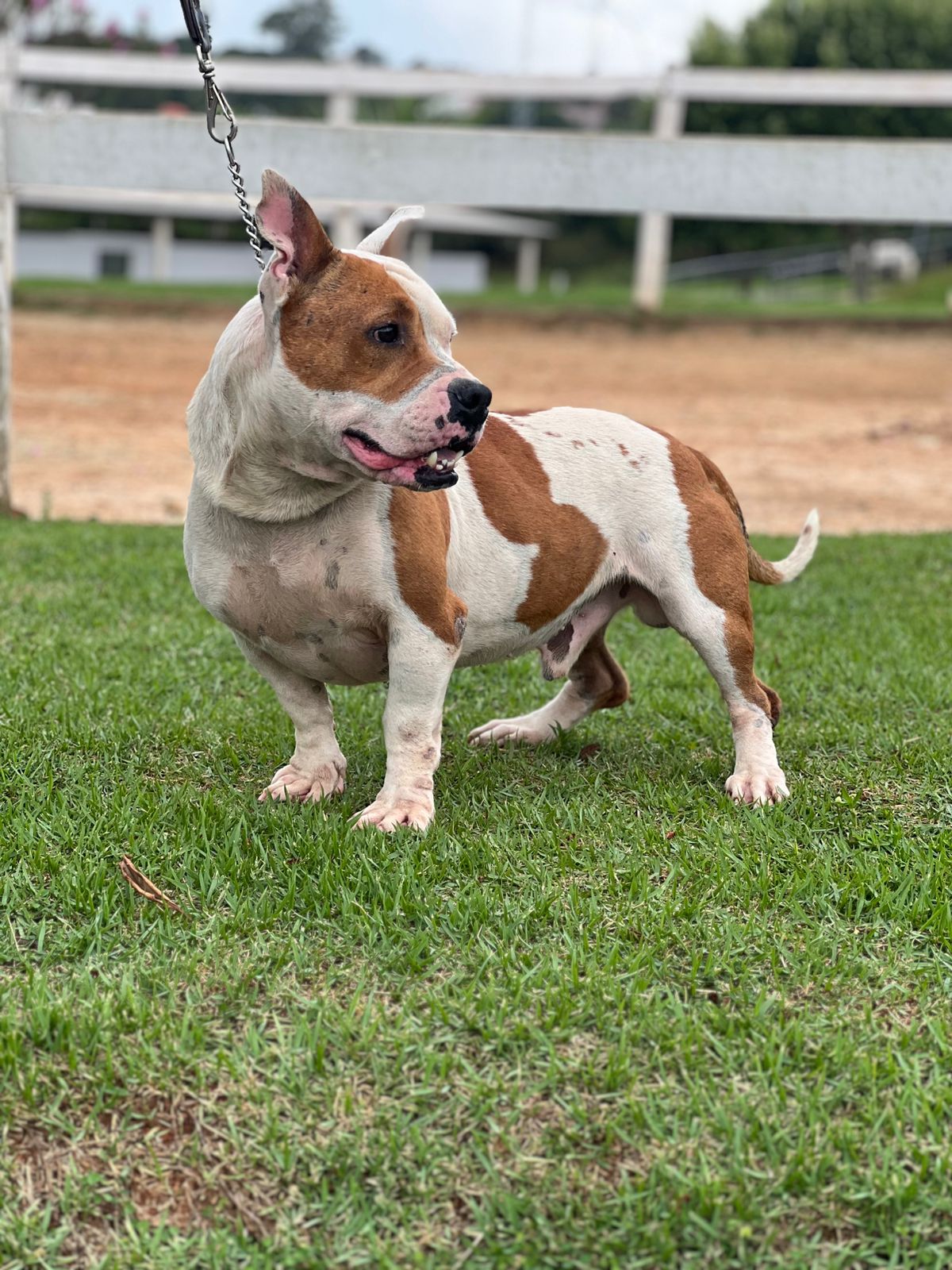 Cães para Adoção