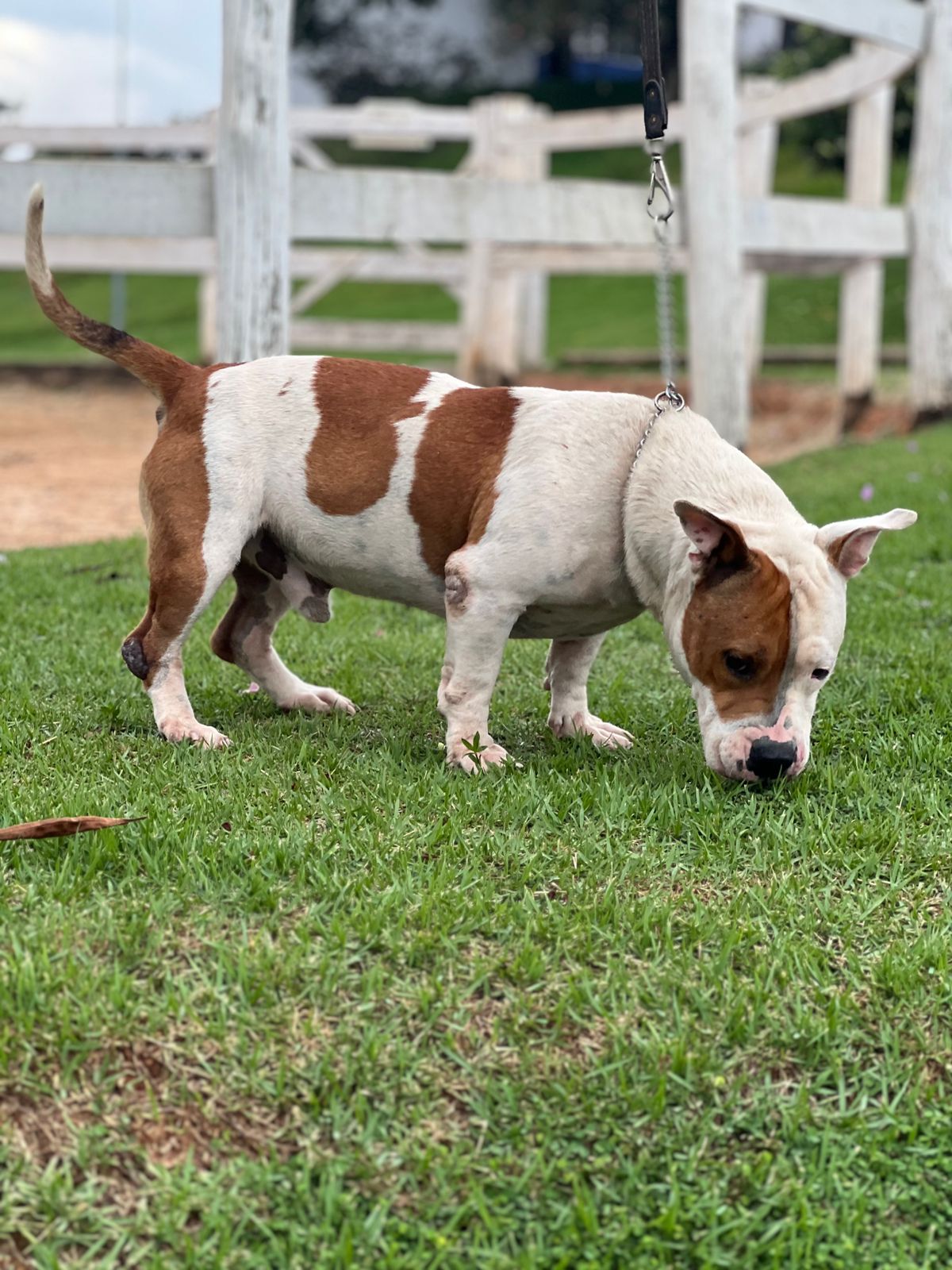 Cães para Adoção