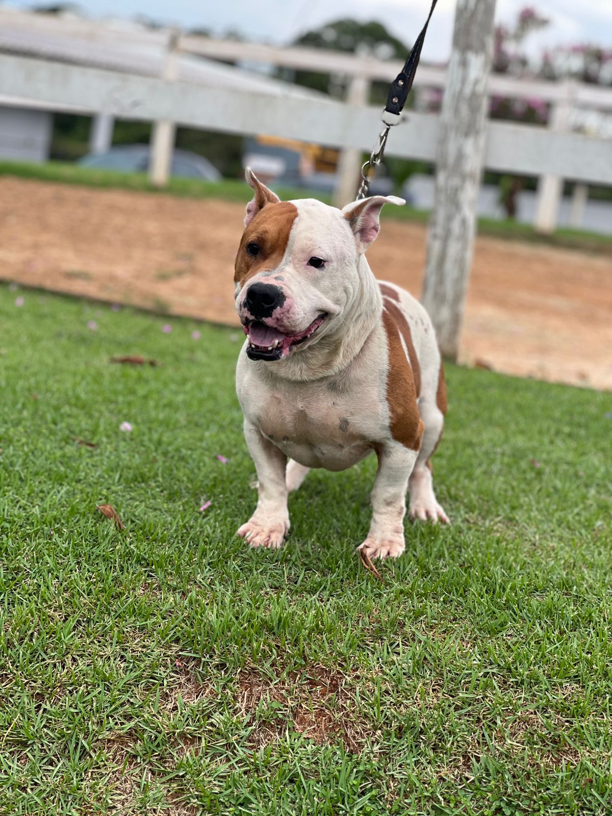 Cães para Adoção