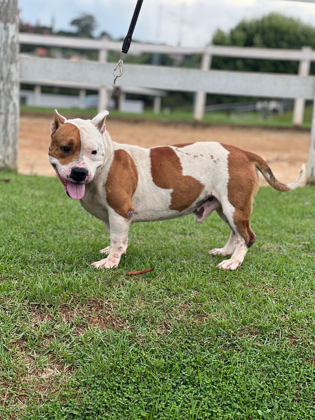 Cães para Adoção