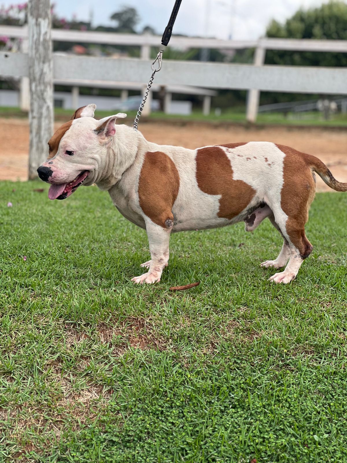 Cães para Adoção