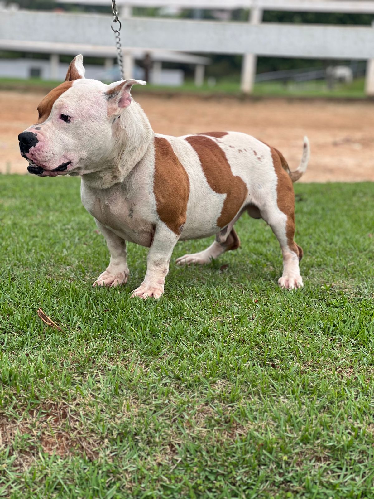 Cães para Adoção