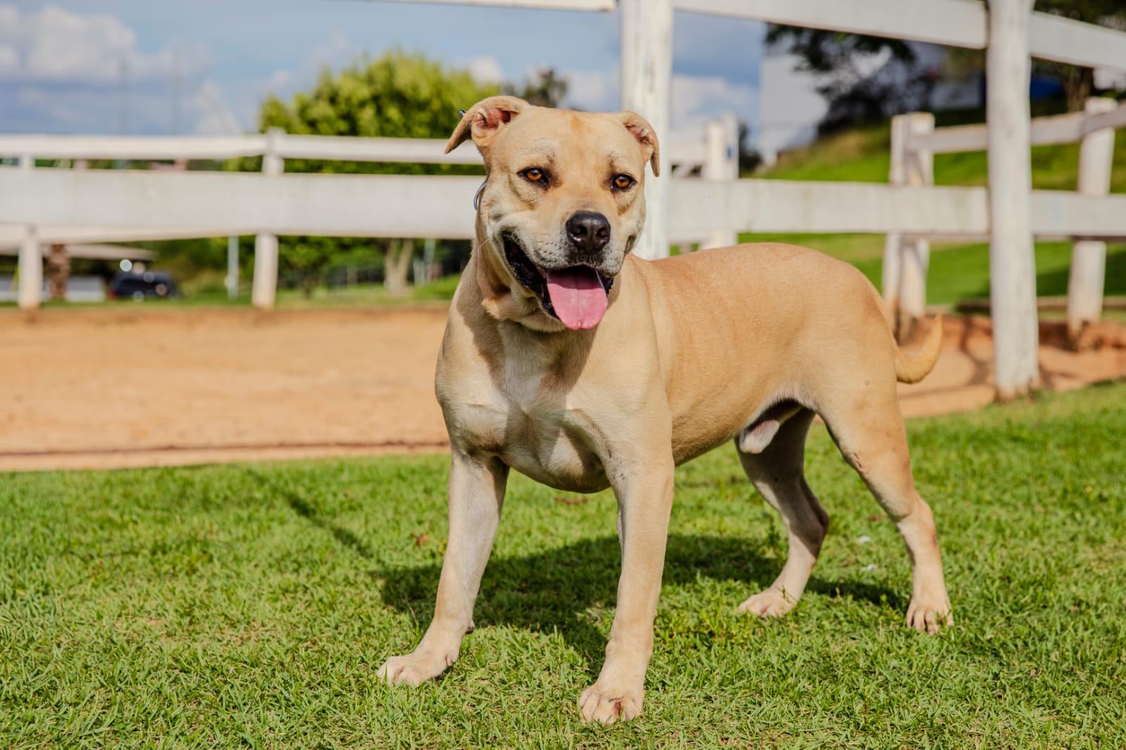 Cães para Adoção