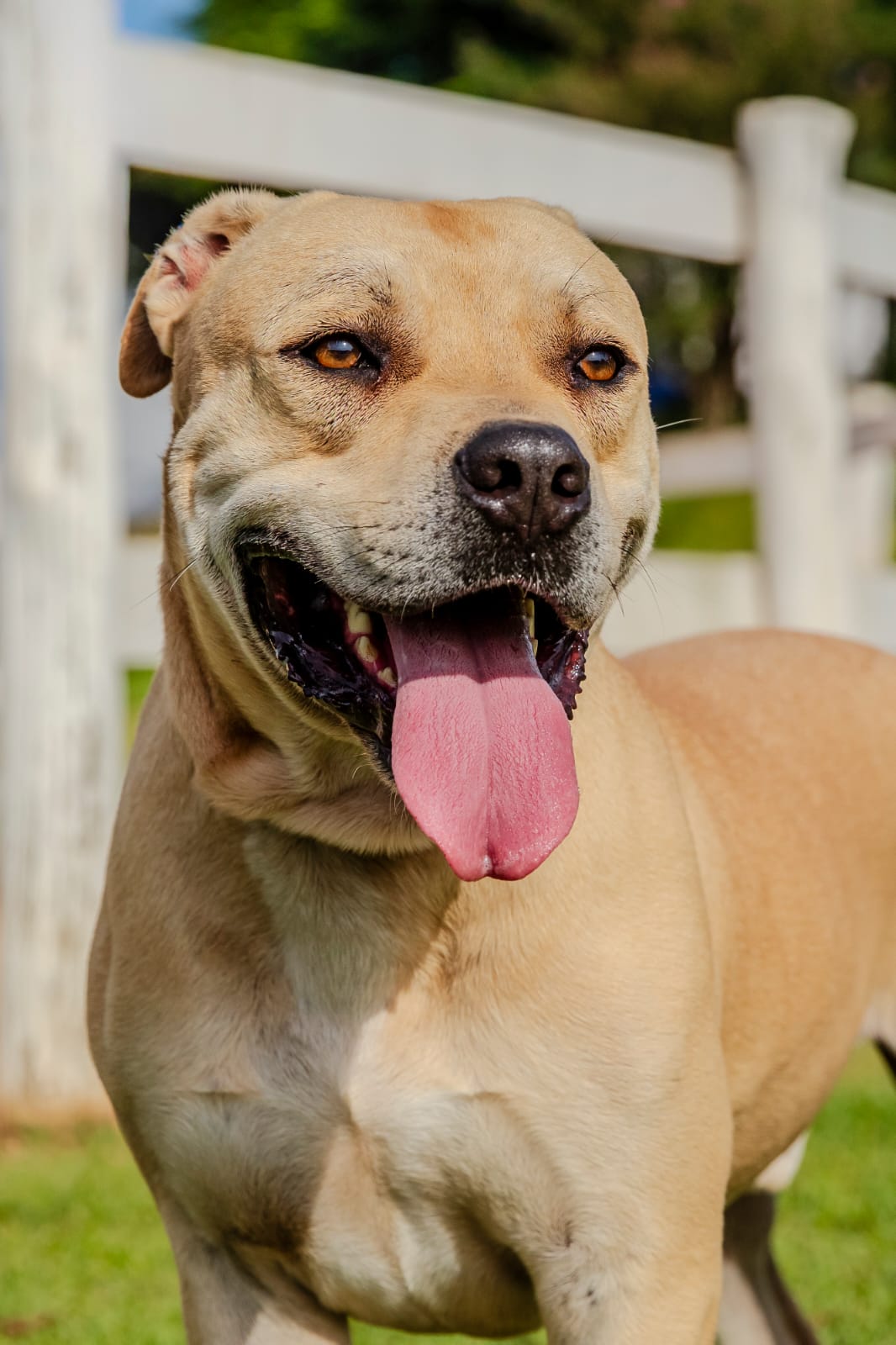 Cães para Adoção