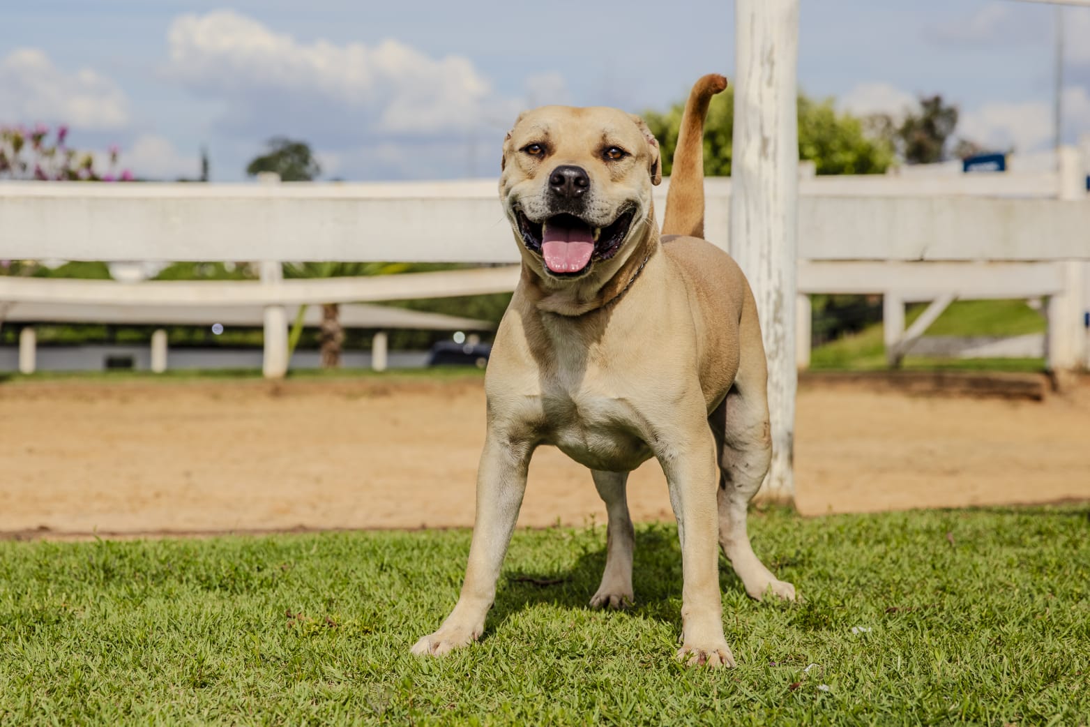 Cães para Adoção