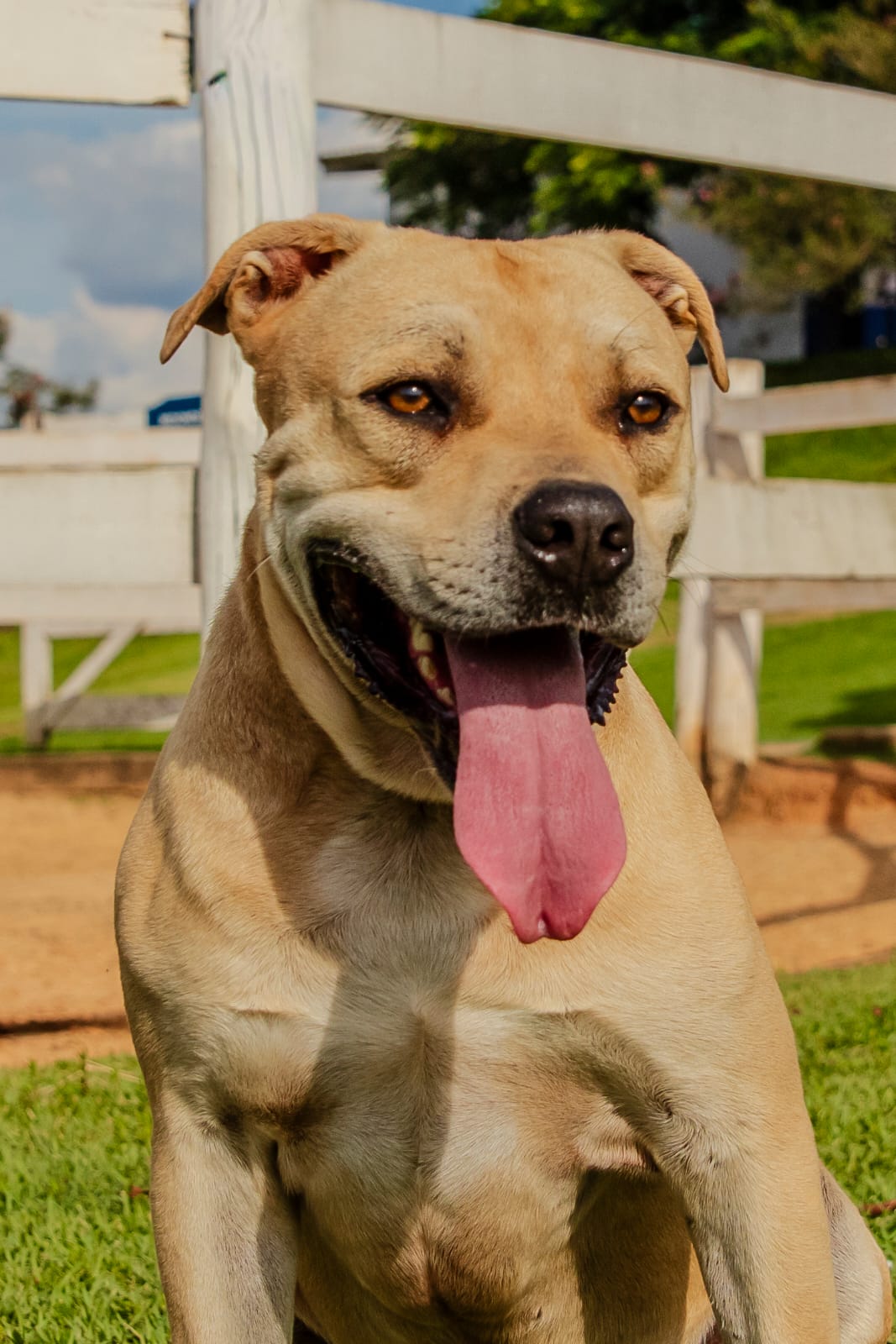 Cães para Adoção