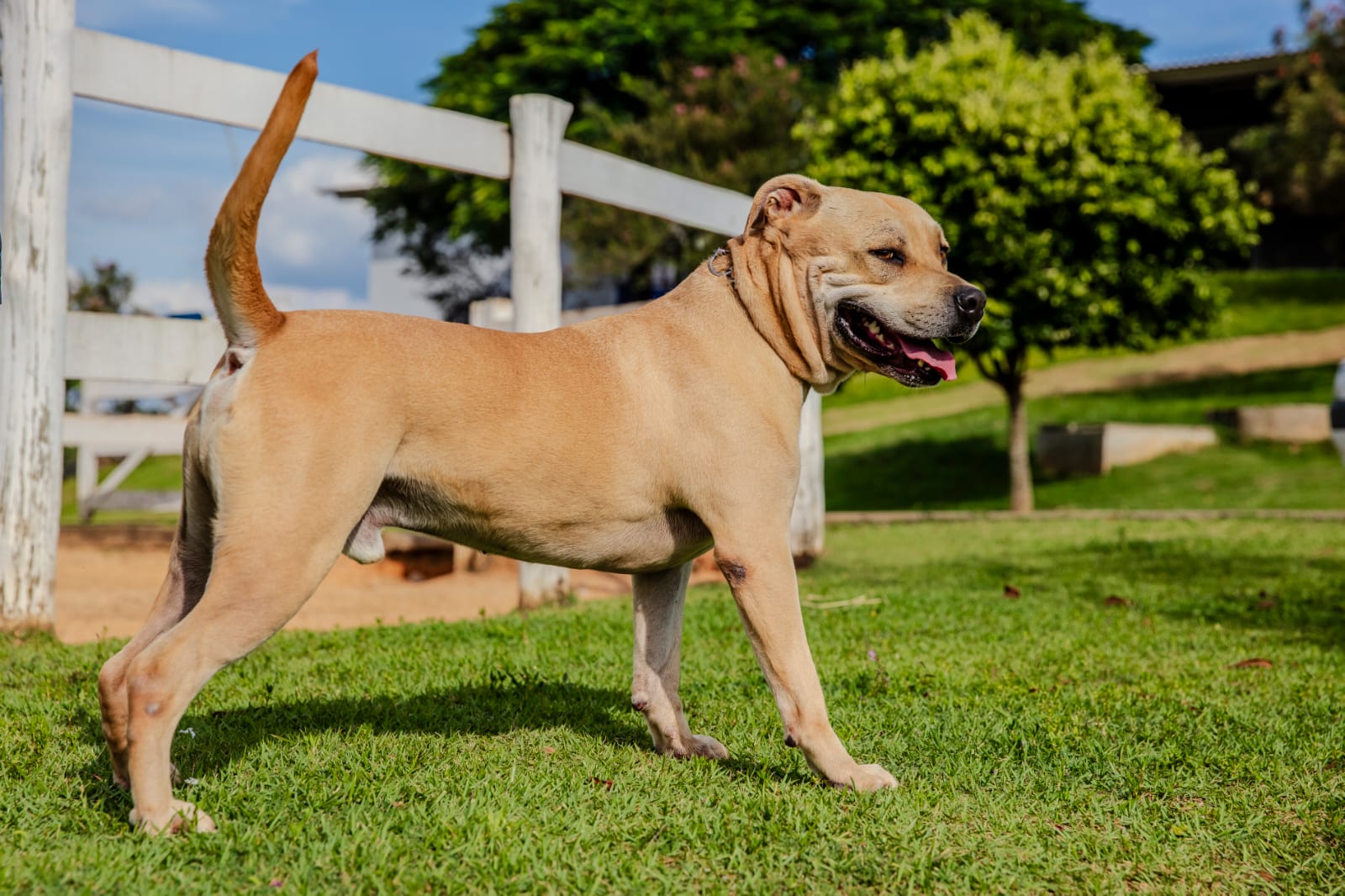Cães para Adoção