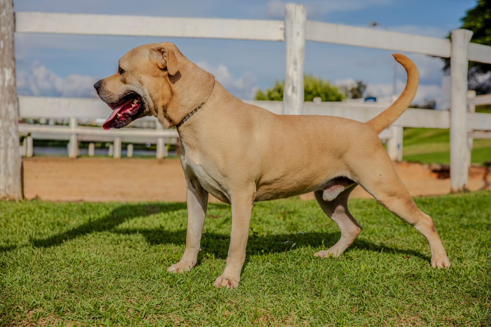 Cães para Adoção