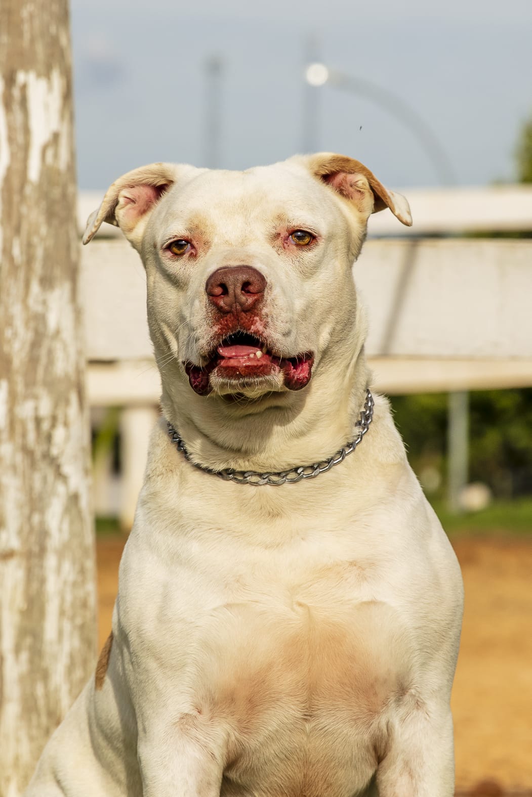 Cães para Adoção