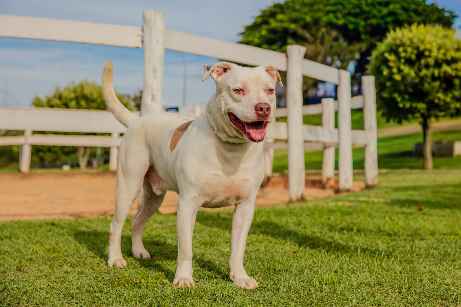 Cães para Adoção