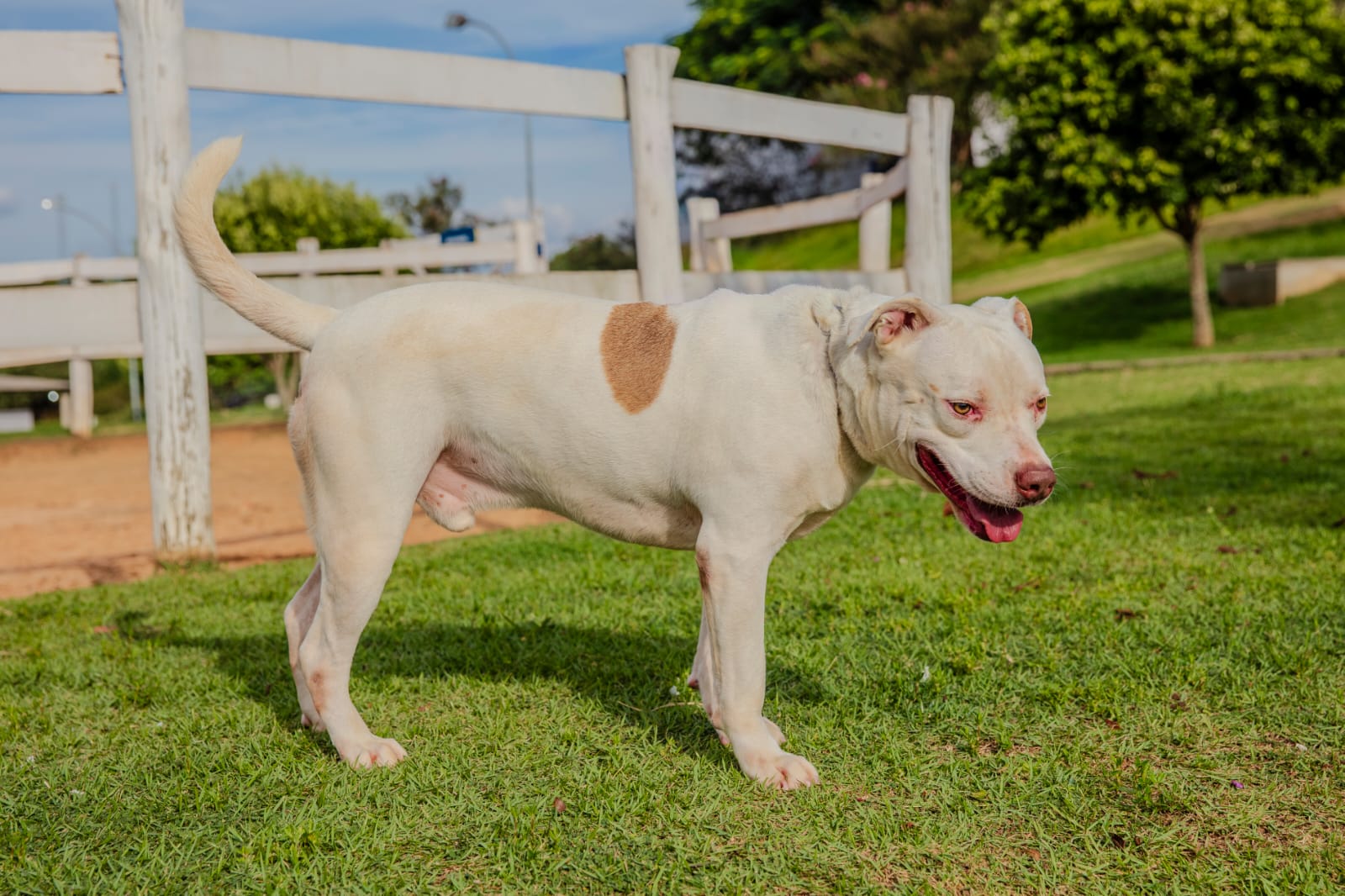 Cães para Adoção