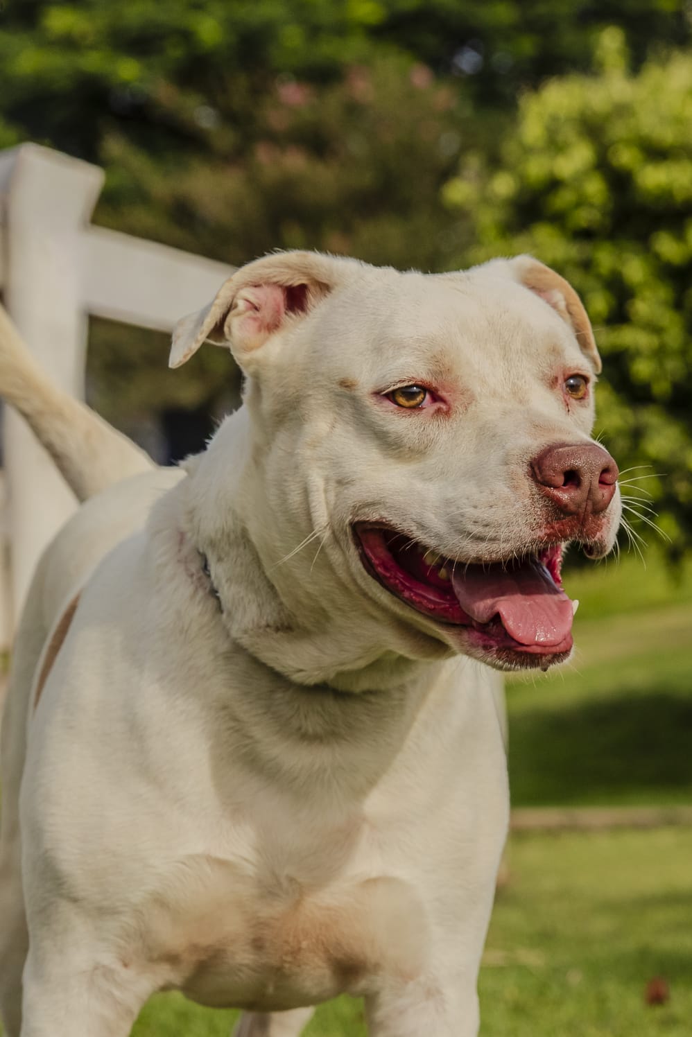 Cães para Adoção