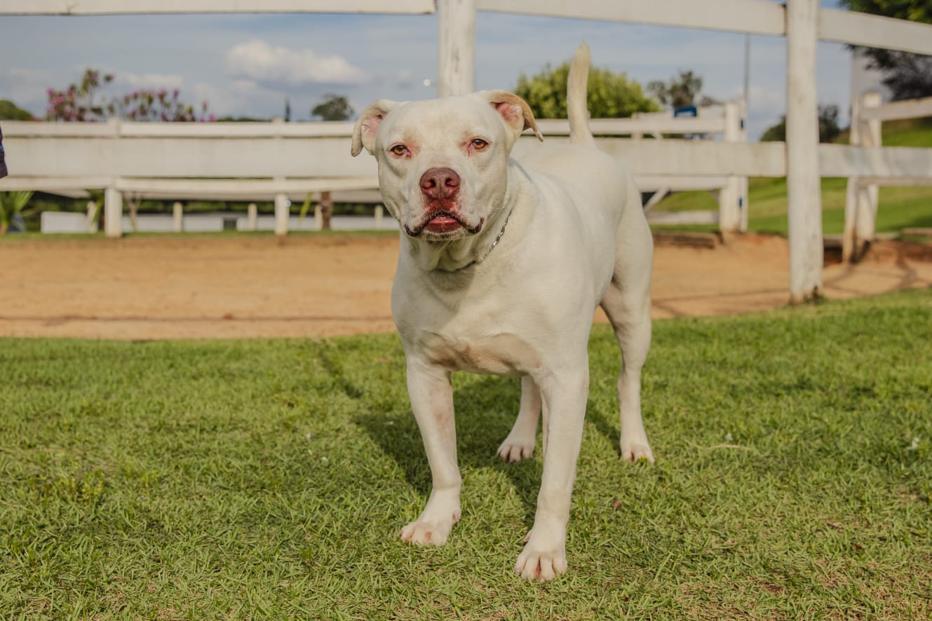Cães para Adoção