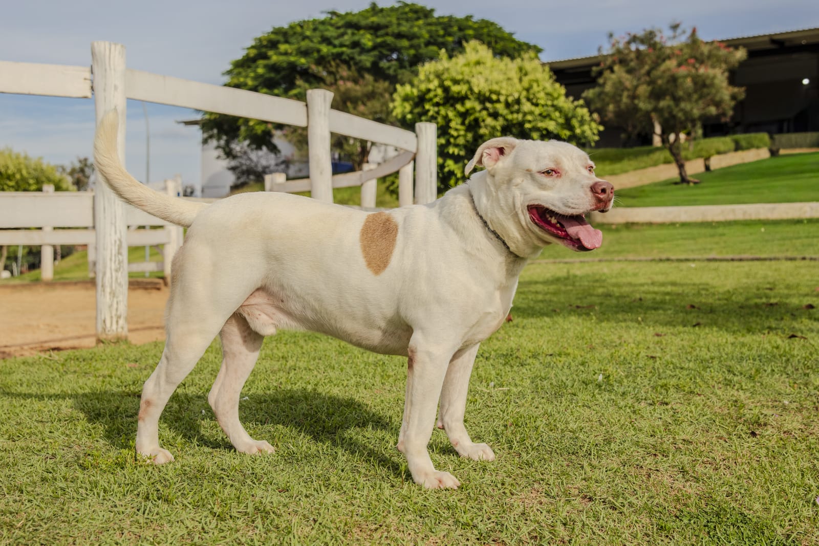 Cães para Adoção