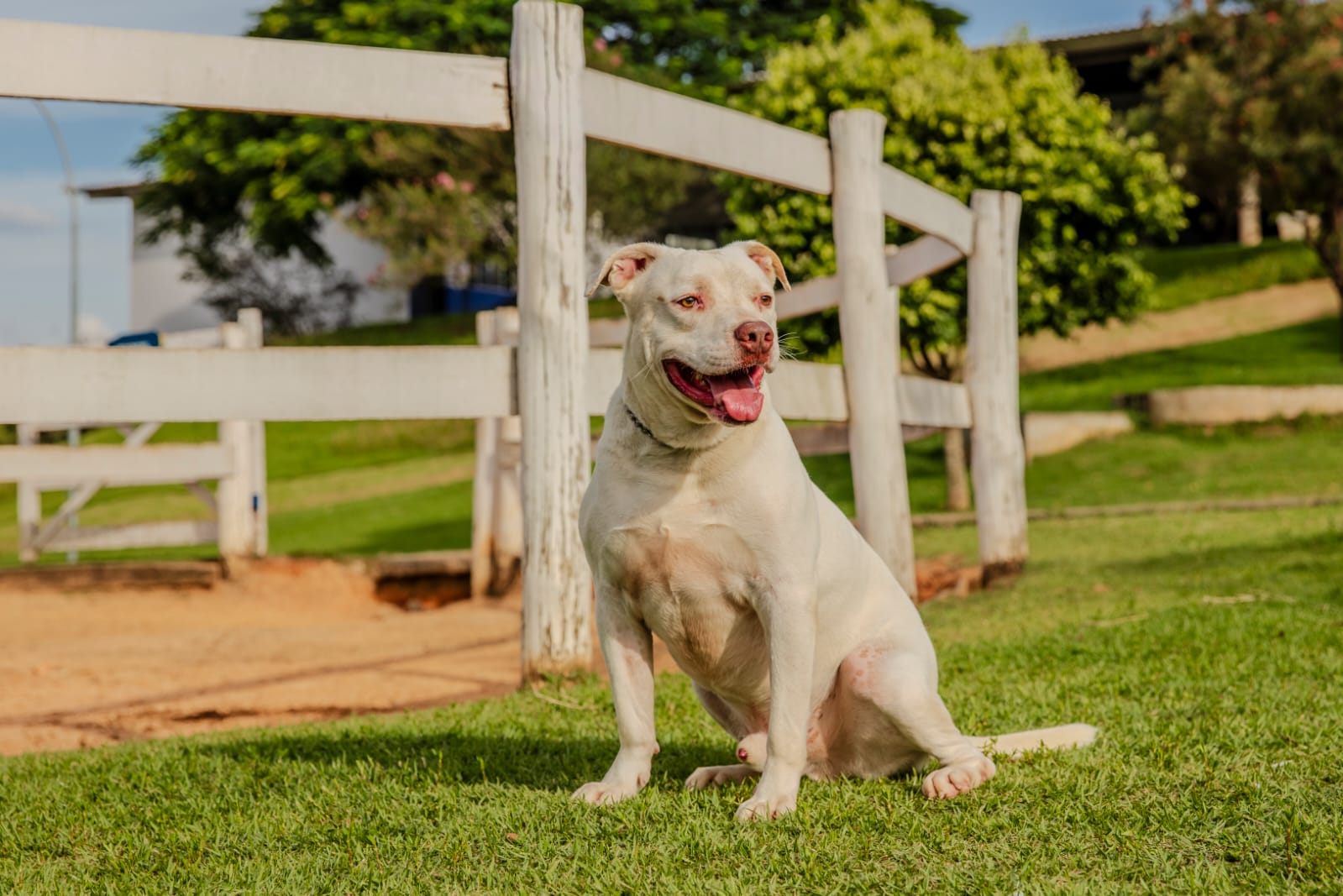 Cães para Adoção