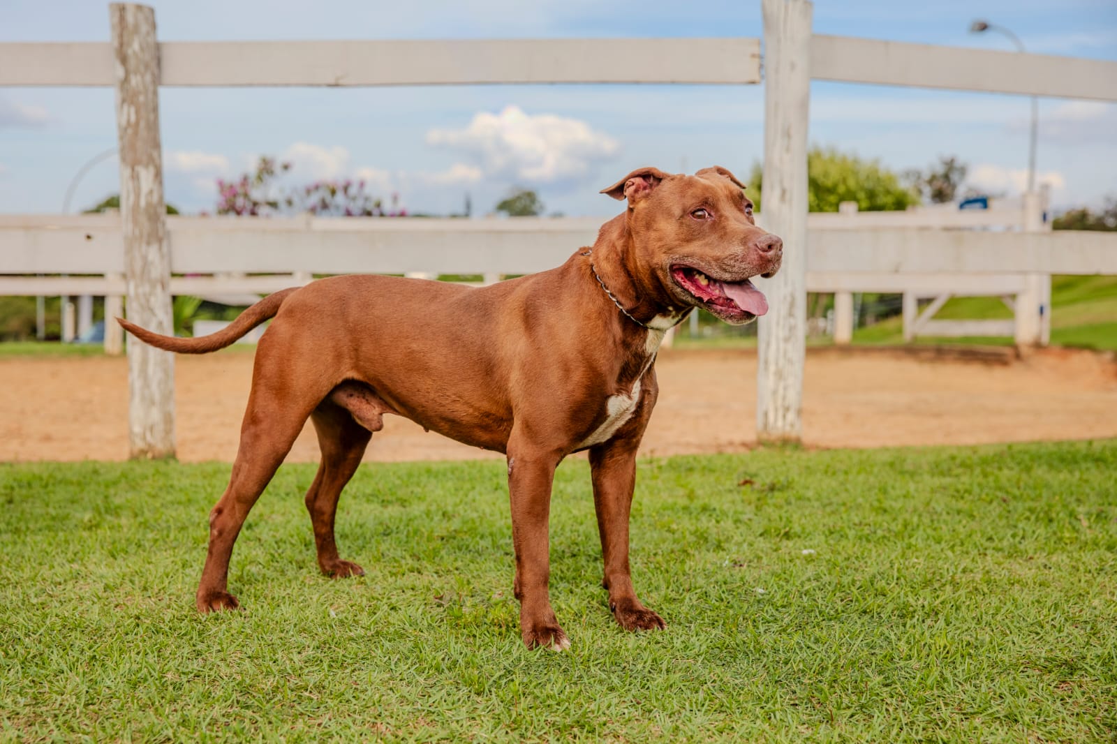 Cães para Adoção