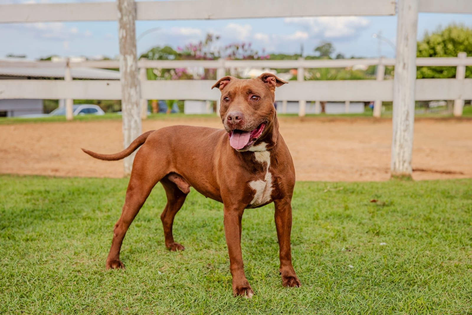 Cães para Adoção