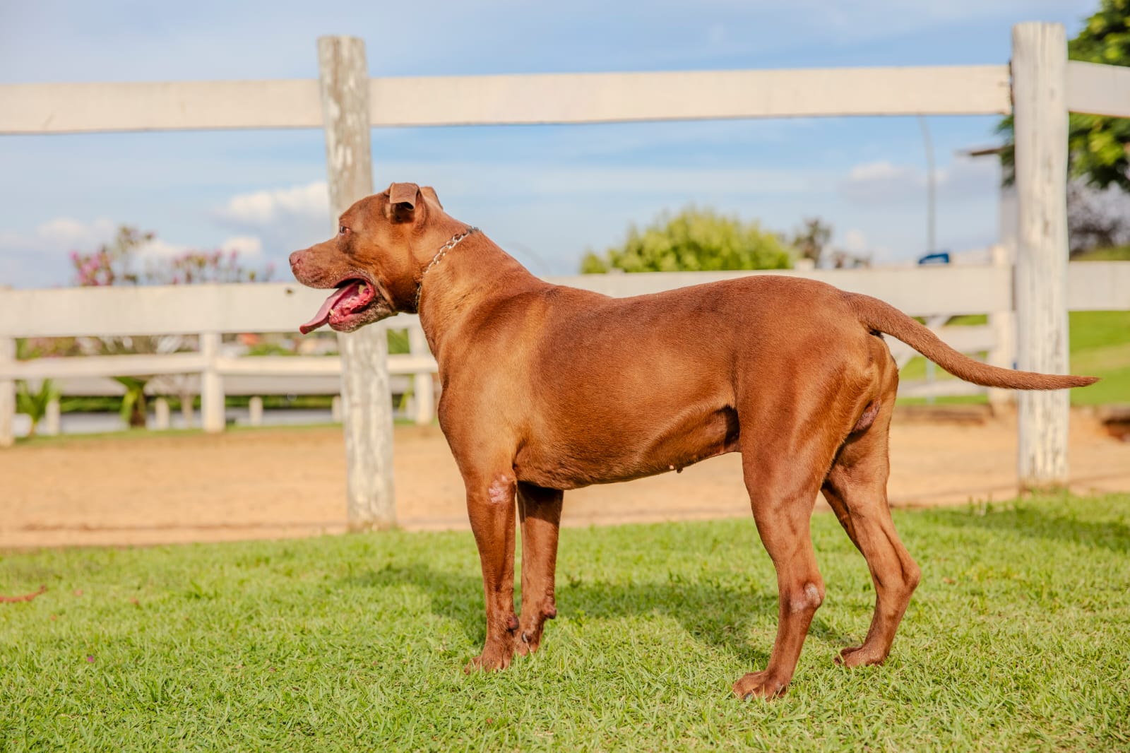 Cães para Adoção