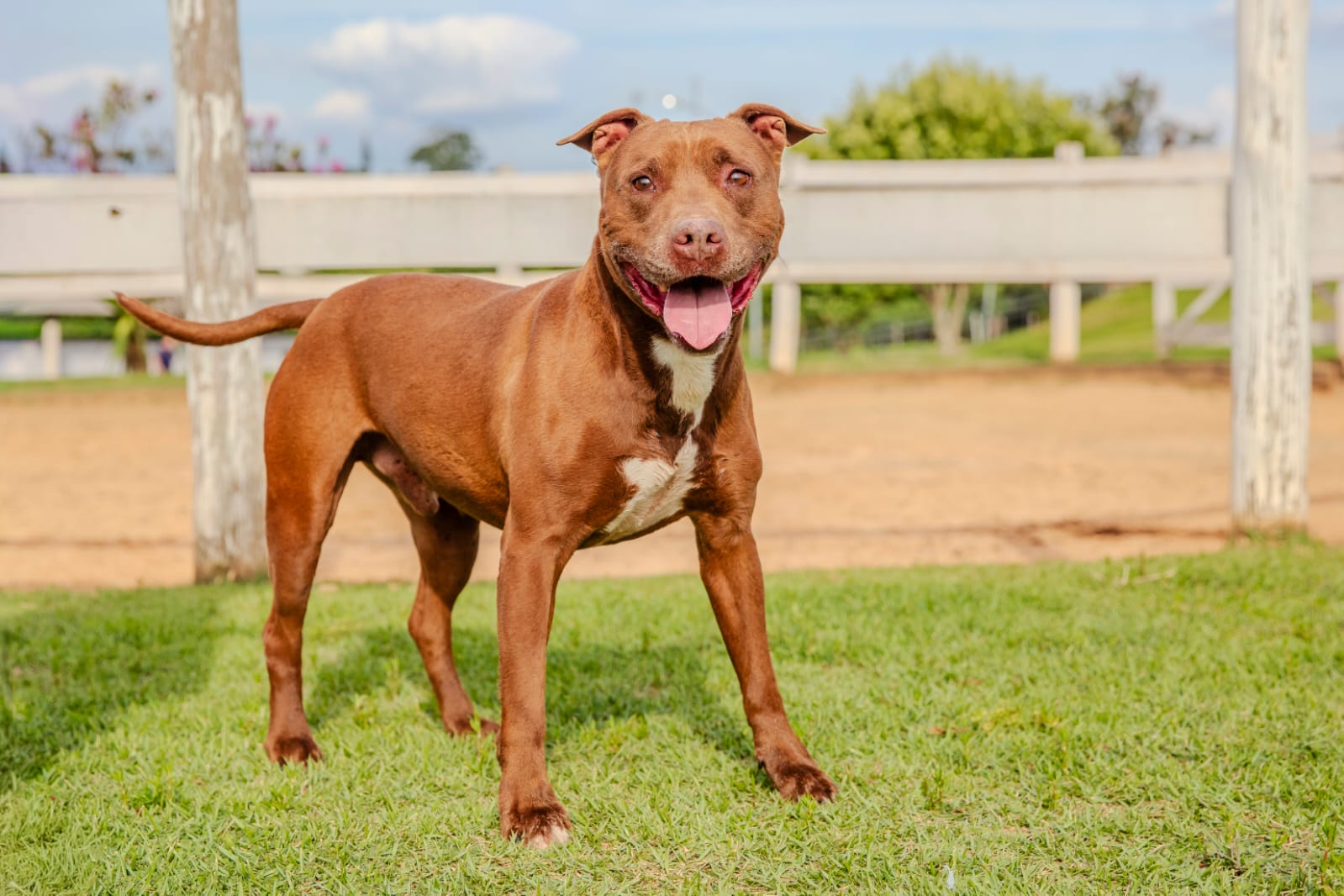 Cães para Adoção