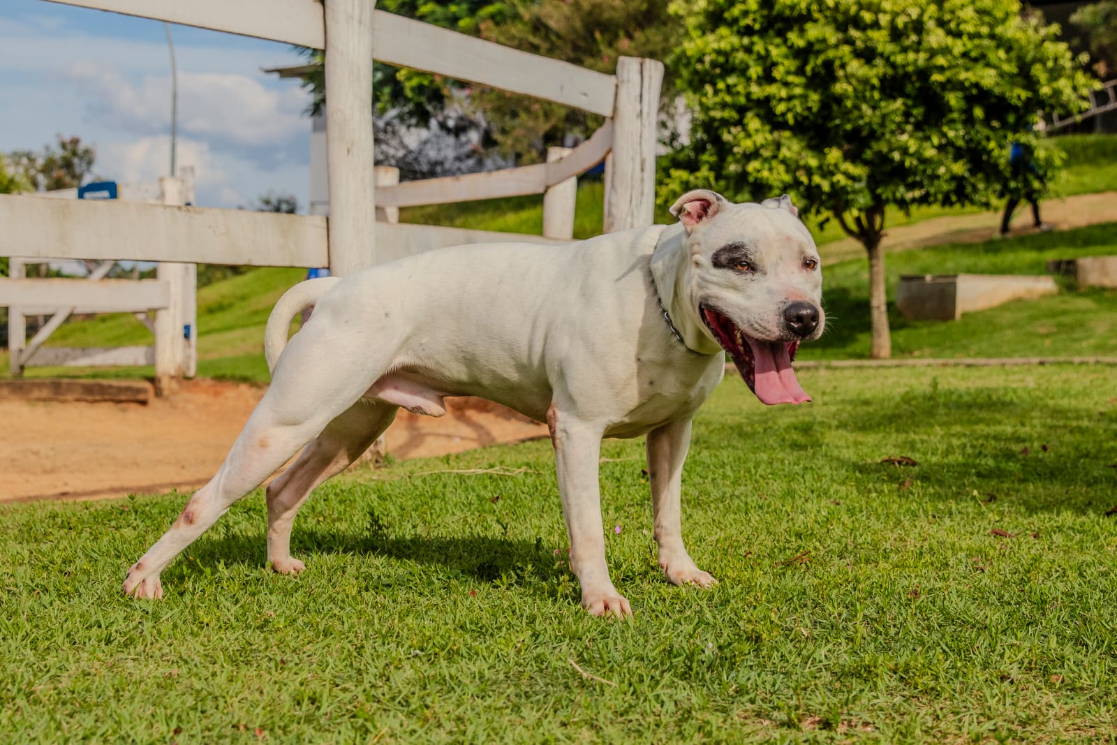 Cães para Adoção