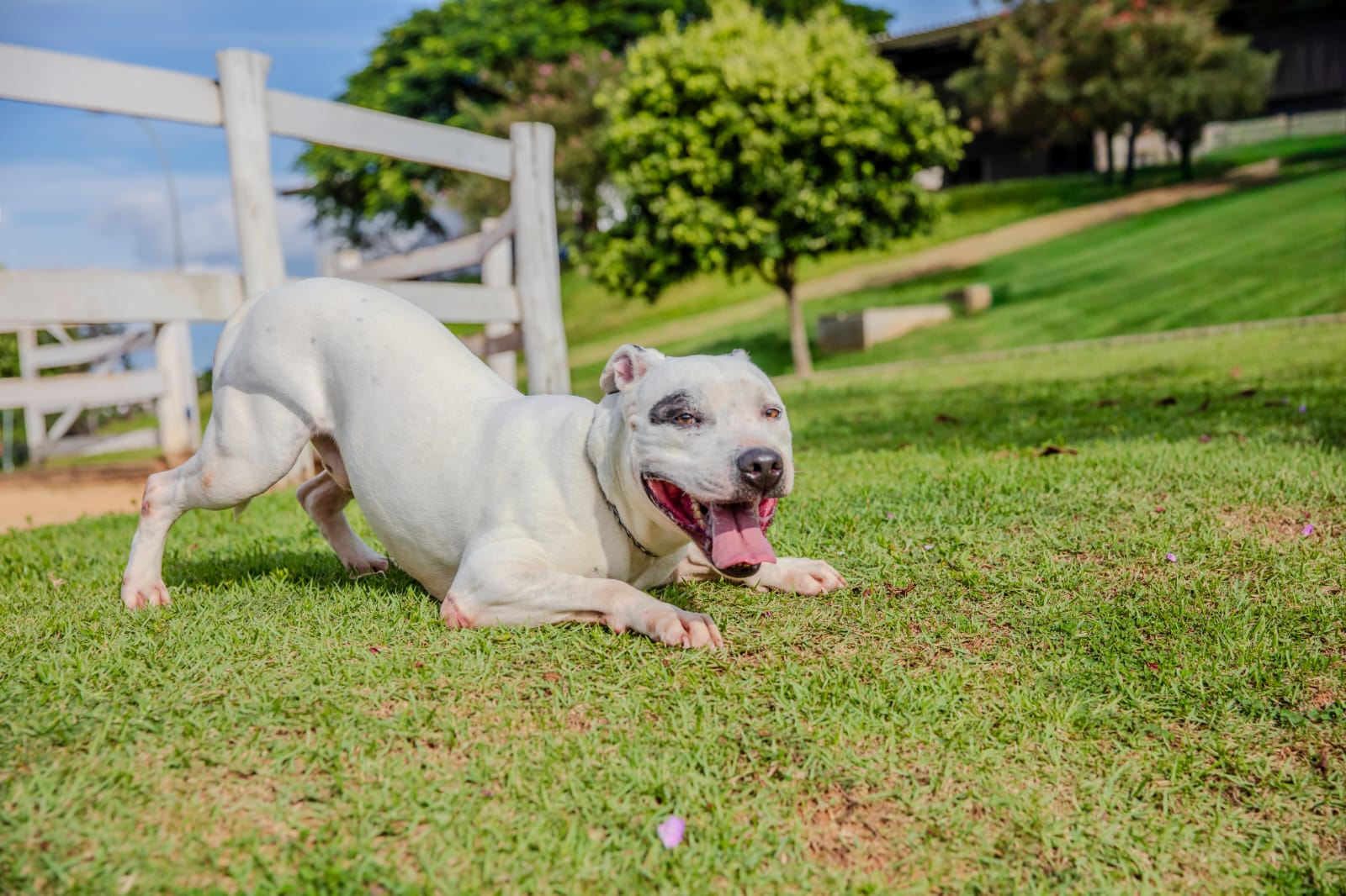 Cães para Adoção
