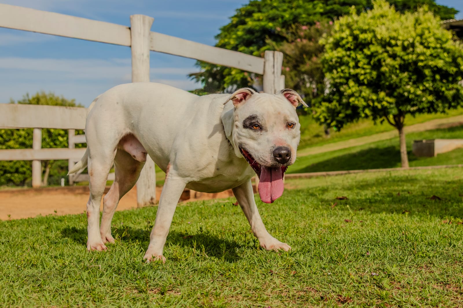 Cães para Adoção