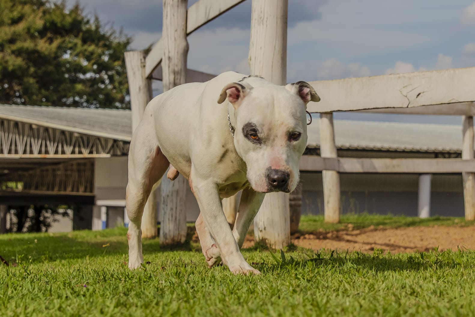 Cães para Adoção